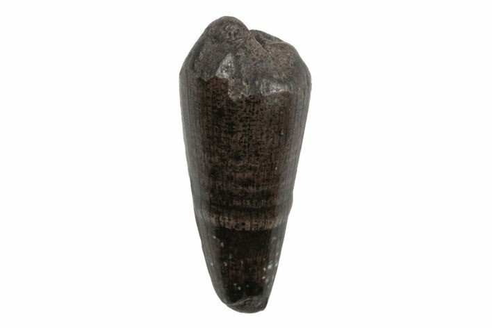 Cretaceous Boreal Crocodile Tooth - Hell Creek Formation #218537